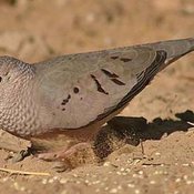 Common Ground-Dove